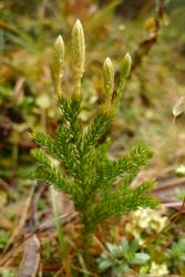 Lycopodium fastigiatum. Plant with erect aerial stems, and immature strobili borne singly or in pairs at ends of branches.
 Image: L.R. Perrie © Leon Perrie CC BY-NC 4.0